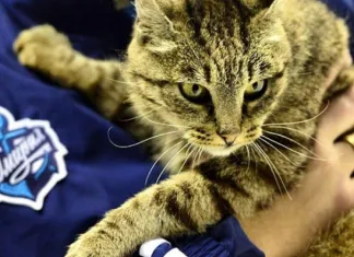 КХЛ: Скончалась кошка, которая была талисманом «Адмирала»