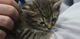 «С ума сойти, мы спасли кота!». Алекс Лимож вспомнил добрый эпизод в Минске