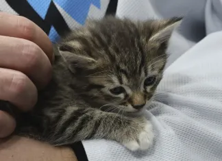 «С ума сойти, мы спасли кота!». Алекс Лимож вспомнил добрый эпизод в Минске