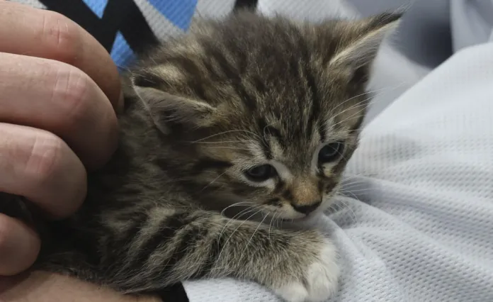 «С ума сойти, мы спасли кота!». Алекс Лимож вспомнил добрый эпизод в Минске